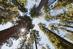 Biggest Gallery: Sequoia Trees