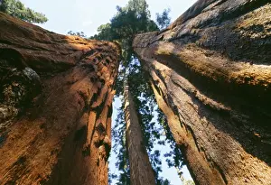 Sequoia Trees Sequoia National Park, California, USA