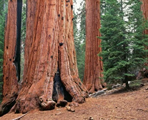 Trunk Collection: Sequoias Trees Kings Canyon National Park, Grant Grove, California, USA