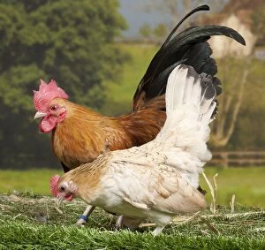 Serama Chicken Cockerel and hen