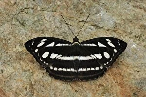 Images Dated 10th December 2008: Sergeant - Nymphalid butterfly - Gunung Leuser National Park - Bukit Lawang - Northern Sumatra