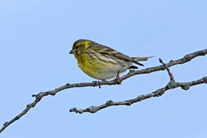 Images Dated 2nd April 2007: Serin - male bird on branch, Extremadura, Spain