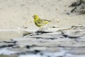 Serin - male drinking from river, region of Alentejo, Portugal