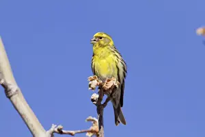 Call Prints: Serin - Spain