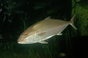 Aquarium Prints: Seriola dumerelli Aquariumgalicia Reboredo Galicia Spain