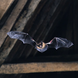 Images Dated 19th January 2006: Serotine Bat - in flight