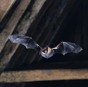 Serotine Bat - in flight in rafters