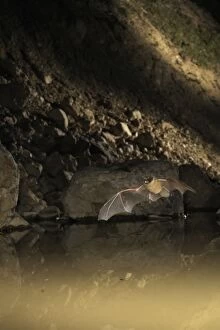 Serotine Bat - in flight above a temporary pond