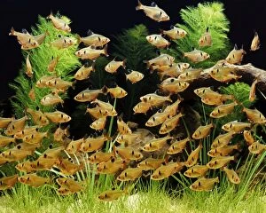 Images Dated 26th July 2005: Serpae Tetra - Shoal. Freshwater Aquarium Fish