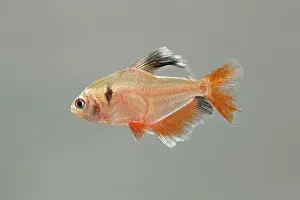 Aquarium Prints: Serpai Tetra – side view grey background tropical freshwater Amazen 002086