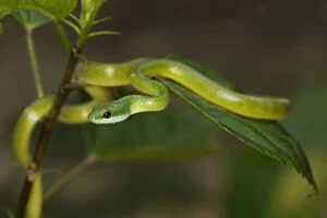 Images Dated 5th September 2006: Serpent vert au bord du lac Sandoval. Ancien meandre de la riviere Madre de Dios.Amazonie peruvienne