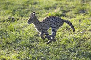 Images Dated 11th December 2006: Serval - 13 week old orphan serval kitten running - Masai Mara Reserve - Kenya