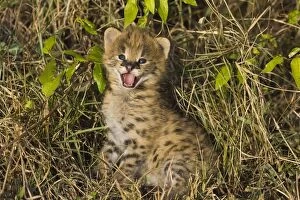 Images Dated 7th October 2006: Serval - 2 week old orphan kitten with ears just starting to open - Masai Mara Reserve - Kenya
