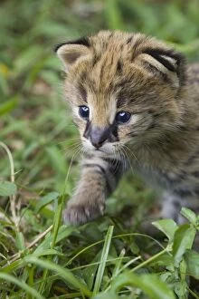 Serval - 2 week old orphan kitten with ears just starting to open