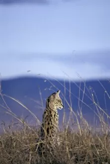 Serval - adult female looking out over the Ngorongoro Crater floor
