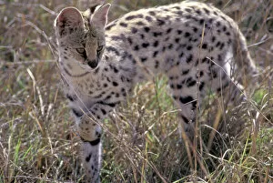 Serval - adult female walks cautiously through the grass