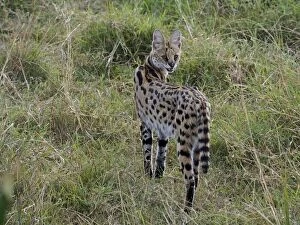 Images Dated 3rd August 2012: Serval Cat - close up