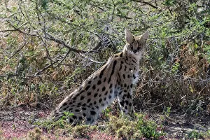 Eastern Gallery: Serval (Leptailurus serval), Ndutu, Ngorongoro Conservation