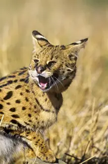 Growling Prints: Serval - showing aggression  Africa