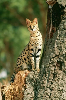Serval - Sitting by Tree