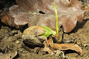 Images Dated 12th April 2007: Sessile Oak - seedling Alsace France