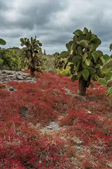 Ecuador Gallery: Sesuvium edmonstonei and cactus, South Plaza Island