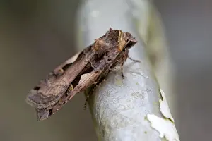 Moths And Butterflies Prints: Setaceous Hebrew Character Moth - Cornwall - UK