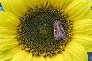 Setaceous Hebrew Character Moth - on Sunflower