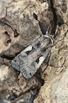 Images Dated 7th June 2010: Setaceous Hebrew Character - resting on dead wood