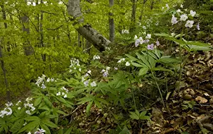 Gnarled Prints: Seven-leaved bittercress (Cardamine heptaphylla) in montane beech forest (Fagus sylvatica) on Mont Aigoual