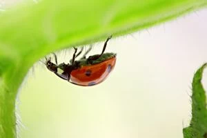 Seven-spot Ladybird on Green Alkanet / Evergreen