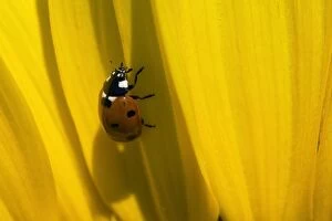 Annuus Gallery: Seven-spot Ladybird on sunflower (Helianthus annuus) Summer