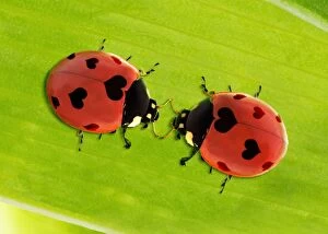 Two seven spot Ladybirds with hearts as spots - love