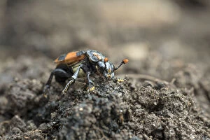Sexton Beetle - With Mites - Cornwall - UK