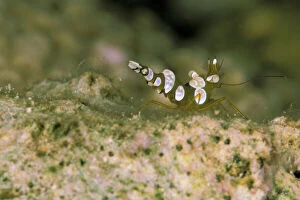 Sexy anemone shrimp, or thor amboinensis