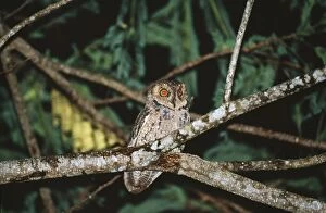 Images Dated 25th November 2004: Seychelles Bare-legged Scops Owl Mahe Island Seychelles