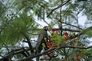 Seychelles Black Parrot - feeding on Flamboyant Tree Flowers