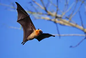 Pacific Prints: Seychelles Flying Fox WAT 6197 In flight Pterpus seychellensis © M