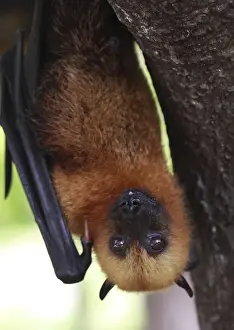 Hanging Prints: Seychelles Fruit Bat / Flying Fox - hanging upside down - La Digue - Seychelles