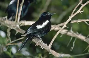 Seychelles Magpie-Robin