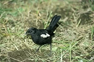 Images Dated 8th November 2010: Seychelles Magpie Robin
