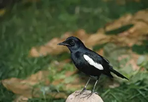 Magpie Robin Prints: Seychelles Magpie-Robin Fregate Island Seychelles