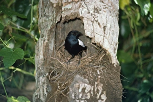 Seychelles Magpie-Robin