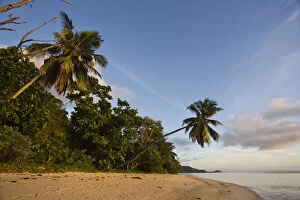 Images Dated 20th November 2009: Seychelles, Mahe Island, horizontal palm