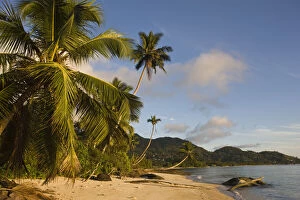 Images Dated 20th November 2009: Seychelles, Mahe Island, palms, Fairyland