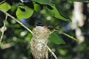 Images Dated 8th November 2010: Seychelles Paradise Flycatcher - in nest