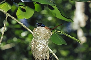 Images Dated 8th November 2010: Seychelles Paradise Flycatcher - in nest
