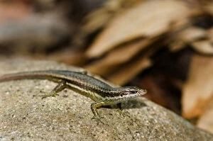 Images Dated 11th May 2009: Seychelles Skink