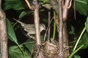 Seychelles Warbler - at nest with chick
