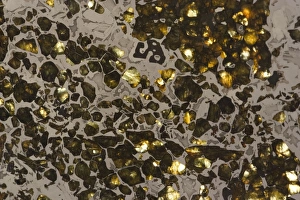 Images Dated 31st January 2006: Seymchan Meteorite - Magadan district-Russia - made from pallasite